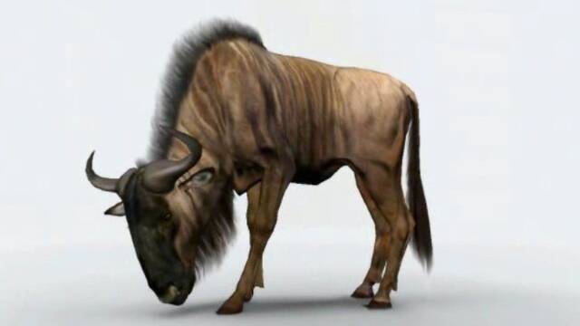 LQPS - Savannah de Rare -