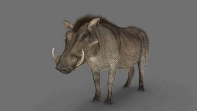 LQPS - Savannah de Rare -