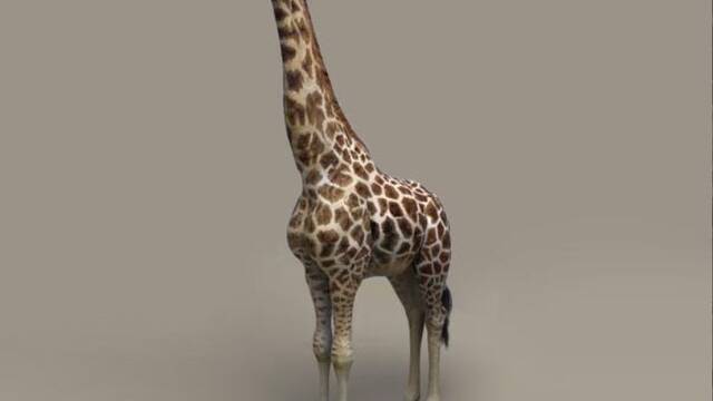 LQPS - Savannah de Rare -