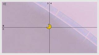 Super Mario Odyssey - Nuevas pistas artísticas - Nueva pista 4