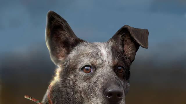 Far Cry 5 acompañantes - El perro