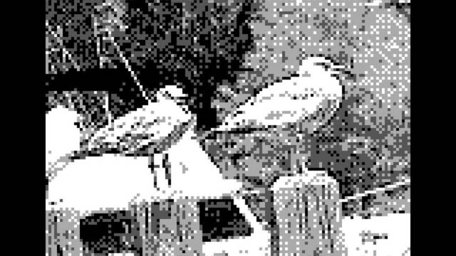 Game Boy Camera - Pjaros - 