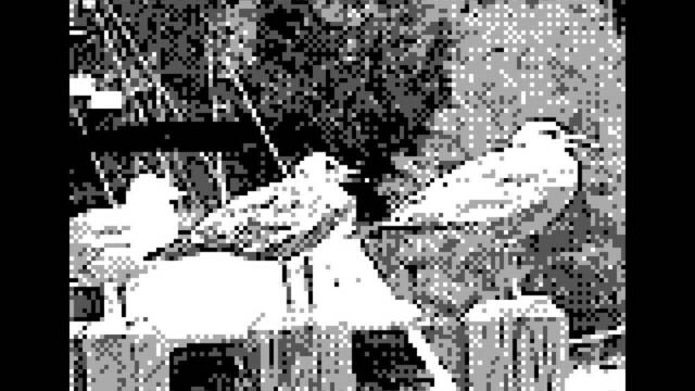 Game Boy Camera - Pjaros - 