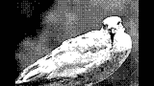 Game Boy Camera - Pjaros - 