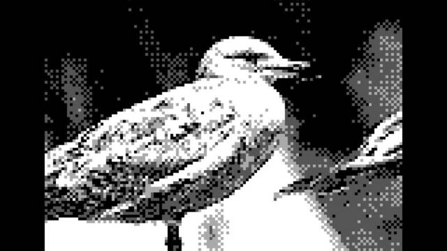 Game Boy Camera - Pjaros - 