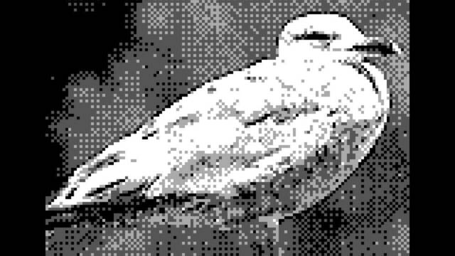 Game Boy Camera - Pjaros - 