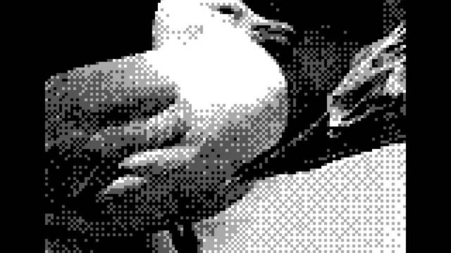 Game Boy Camera - Pjaros - 