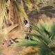 Assassin Creed Origins - Misiones secundarias - Equpate - Looteo