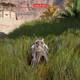 Assassin Creed Origins - Misiones secundarias - Reunin familiar - Hierba alta