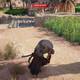 Assassin Creed Origins - Misiones secundarias - Reunin familiar - Carga el cuerpo