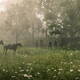 Red Dead Redemption 2 en PC - Nuevas imgenes - 