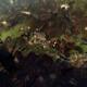 Halo Wars 2 - 