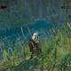 The Witcher 3: Wild Hunt - El Barn Sanguinario 1 - Bucea ah