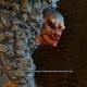 The Witcher 3: Wild Hunt - El tesoro del conde Reuven - Un trol de seguridad aut�ntico