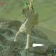 Zelda Breath of the Wild A por el caballo blanco - Domar el caballo