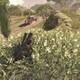 Sniper Elite 4 Monasterio de Abrunza - Convoy de camiones